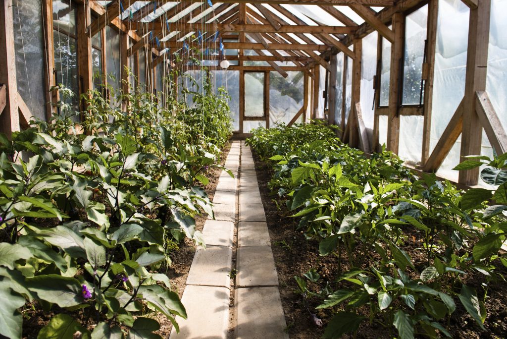 home greenhouse with path in the middle of plants