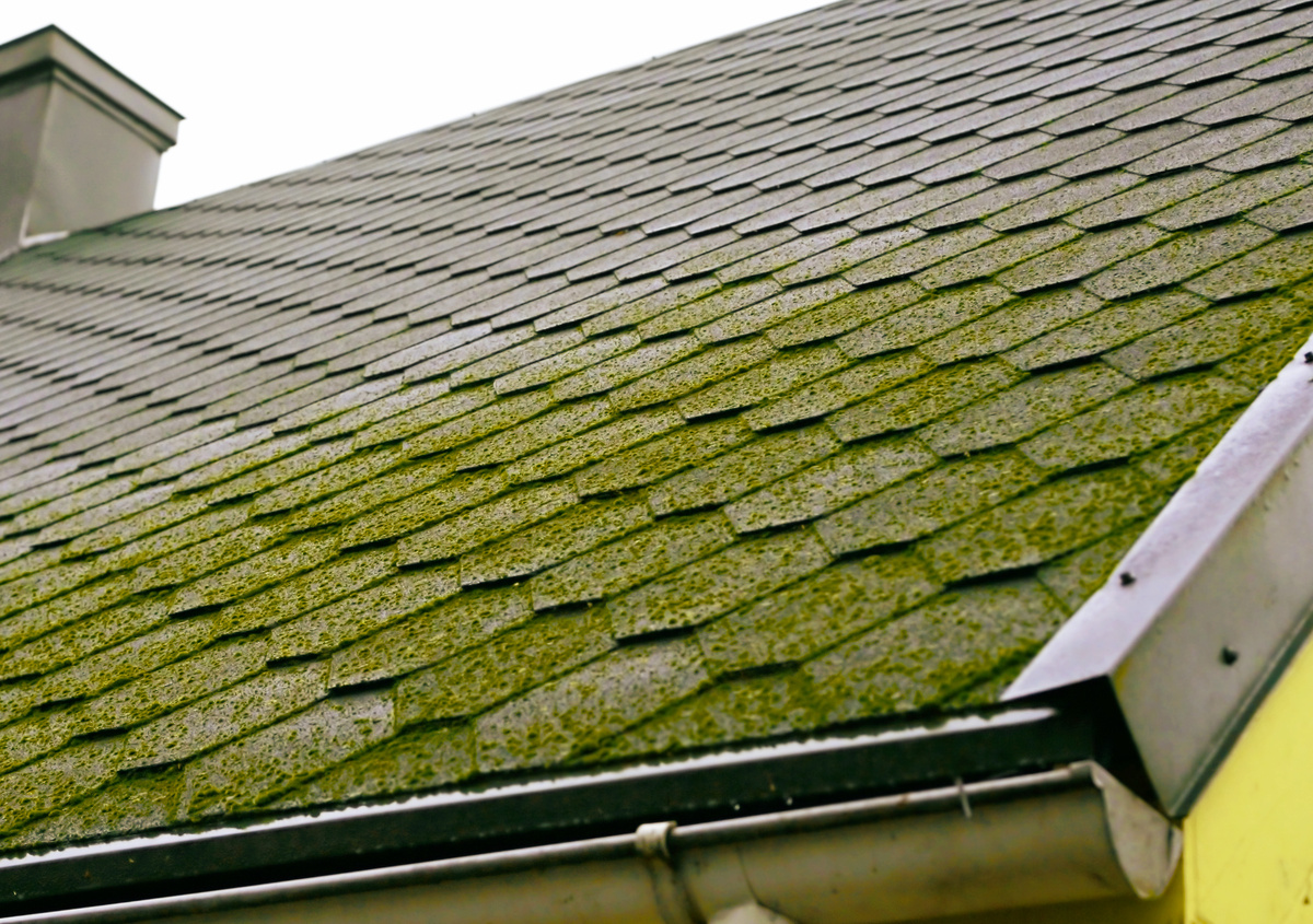 AdobeStock_23913305_moss-on-roof-1